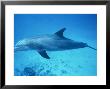 Bottlenose Dolphin, Tursiops Truncatus Turks And Caicos by Gerard Soury Limited Edition Print