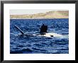 Southern Right Whale, Female, Valdes Penins by Gerard Soury Limited Edition Print