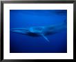 Sei Whale, Swimming, Azores, Portugal by Gerard Soury Limited Edition Print