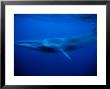 Sei Whale, Swimming, Azores, Portugal by Gerard Soury Limited Edition Print