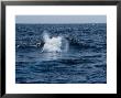 Blue Whale, Surfacing, Azores, Portu by Gerard Soury Limited Edition Pricing Art Print