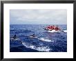 Short-Beaked Common Dolphins, Porpoising Azores, Port by Gerard Soury Limited Edition Print