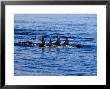 Rissos Dolphin, Porpoising, Azores, Portugal by Gerard Soury Limited Edition Print