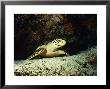 Hawksbill Turtle, Underwater, Maldives by Gerard Soury Limited Edition Print