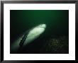 Sixgill Shark, Swimming, Bc, Canada by Gerard Soury Limited Edition Print