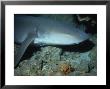 Tawny Shark, With Remora, Indonesia by Gerard Soury Limited Edition Print