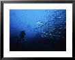 Whitetip Reef Sharks, Hunting With Diver, C.Rica by Gerard Soury Limited Edition Print