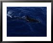 Grey Reef Shark At Surface, Red Sea by Gerard Soury Limited Edition Print