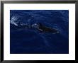 Grey Reef Shark At Surface, Red Sea by Gerard Soury Limited Edition Pricing Art Print