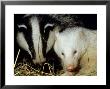 Badger, Erythristic And Normal, Uk by Les Stocker Limited Edition Print