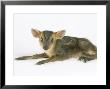 Muntjac Fawn, 1-2 Days Old by Les Stocker Limited Edition Pricing Art Print