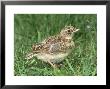 Skylark, Young In Grass by Les Stocker Limited Edition Pricing Art Print