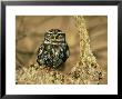 Little Owl, Hampshire by David Tipling Limited Edition Print