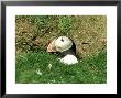 Puffin, Peering Out Of Hole, Shetland by David Tipling Limited Edition Pricing Art Print