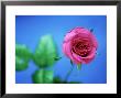 Rose by David Tipling Limited Edition Pricing Art Print