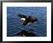 Bald Eagle, Hunting, Usa by David Tipling Limited Edition Pricing Art Print