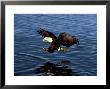 Bald Eagle, Hunting, Usa by David Tipling Limited Edition Print