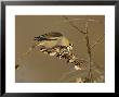 Hawfinch, Feeding On Seeds, Uk by David Tipling Limited Edition Print