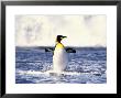 King Penguin, St. Andrews Bay, South Georgia by David Tipling Limited Edition Print