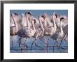 Greater Flamingos, Lake Nakuru, Kenya by Roy Toft Limited Edition Print