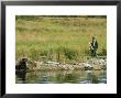 Alaskan Brown Bear, Rangers Approaching Adult Bear On Shore Of River, Alaska by Roy Toft Limited Edition Print