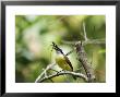 Great Kiskadee, Perched On Branch, Osa Peninsula, Costa Rica by Roy Toft Limited Edition Print
