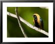 Burnished-Buff Tanager, Male Perched On Branch, Brazil by Roy Toft Limited Edition Pricing Art Print