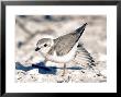Piping Plover, Charadrius Melodius, Winter Plumage by Tom Ulrich Limited Edition Print