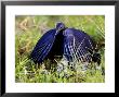 Black Heron Using Its Wings Like An Umbrella To Create Shade And Attract Fish, Tanzania by Ariadne Van Zandbergen Limited Edition Print