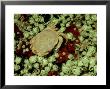 Rock Crab, Me, Usa by Gustav Verderber Limited Edition Print
