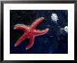 Blood Star, Me, Usa by Gustav Verderber Limited Edition Pricing Art Print