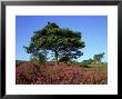 Devils Punch Bowl With Scots Pine And Bell Heather, Uk by Ian West Limited Edition Print