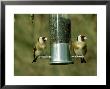 Goldfinch, Pair Feeding On Birdfeeder, Uk by Ian West Limited Edition Print