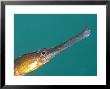 Pipefish, Portrait, Uk by Mark Webster Limited Edition Print