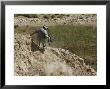 Us Army Specialist Climbs Down To The Bottom Of A Canal During A Foot Patrol In Iraq by Stocktrek Images Limited Edition Print