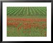 Poppy Field And Vineyard Near Abbazia Di San Antimo, Tuscany, Italy by Lee Frost Limited Edition Print