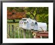 Letterboxes, King Country, North Island, New Zealand by David Wall Limited Edition Print