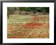 Field Of Poppies, Cisternino, Puglia, Italy by Walter Bibikow Limited Edition Print