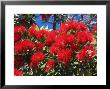 Pohutukawa Flowers by David Wall Limited Edition Print