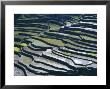 Flooded Rice Terraces, 2000 Years Old, Banaue, Island Of Luzon, Philippines, Southeast Asia, Asia by Maurice Joseph Limited Edition Print