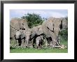 African Elephants, Loxodonta Africana, Maternal Group With Baby, Etosha National Park, Namibia by Ann & Steve Toon Limited Edition Print