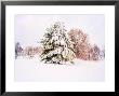 Snow Covered Trees In Winter Landscape by Jan Lakey Limited Edition Pricing Art Print