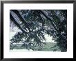 Snow And Eastern Hemlock, New Hampshire, Usa by Jerry & Marcy Monkman Limited Edition Print