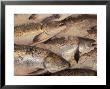 Fresh Fish At Pike Place Market, Seattle, Washington, Usa by John & Lisa Merrill Limited Edition Print