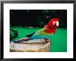 Colourful Parrot At Jurong Bird Park, Singapore by John Elk Iii Limited Edition Print