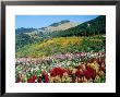 Cultivated And Naturally-Forested Hillsides by Tom Cockrem Limited Edition Print