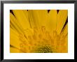 Closeup Of A Yellow Chrysanthemum Flower, Lexington, Massachusetts by Tim Laman Limited Edition Pricing Art Print