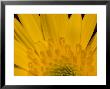 Closeup Of A Yellow Chrysanthemum Flower, Lexington, Massachusetts by Tim Laman Limited Edition Print