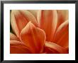 Close View Of Petals Of An Orange Flower, Groton, Connecticut by Todd Gipstein Limited Edition Print