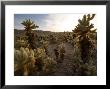 Cholla Garden On The South Side Of The Park, Joshua Tree National Park, California by Michael S. Lewis Limited Edition Print